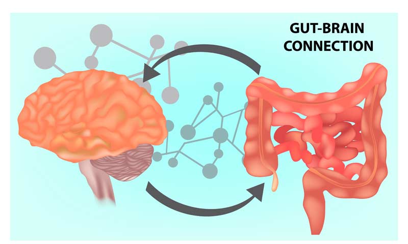 Gut Brain Connection