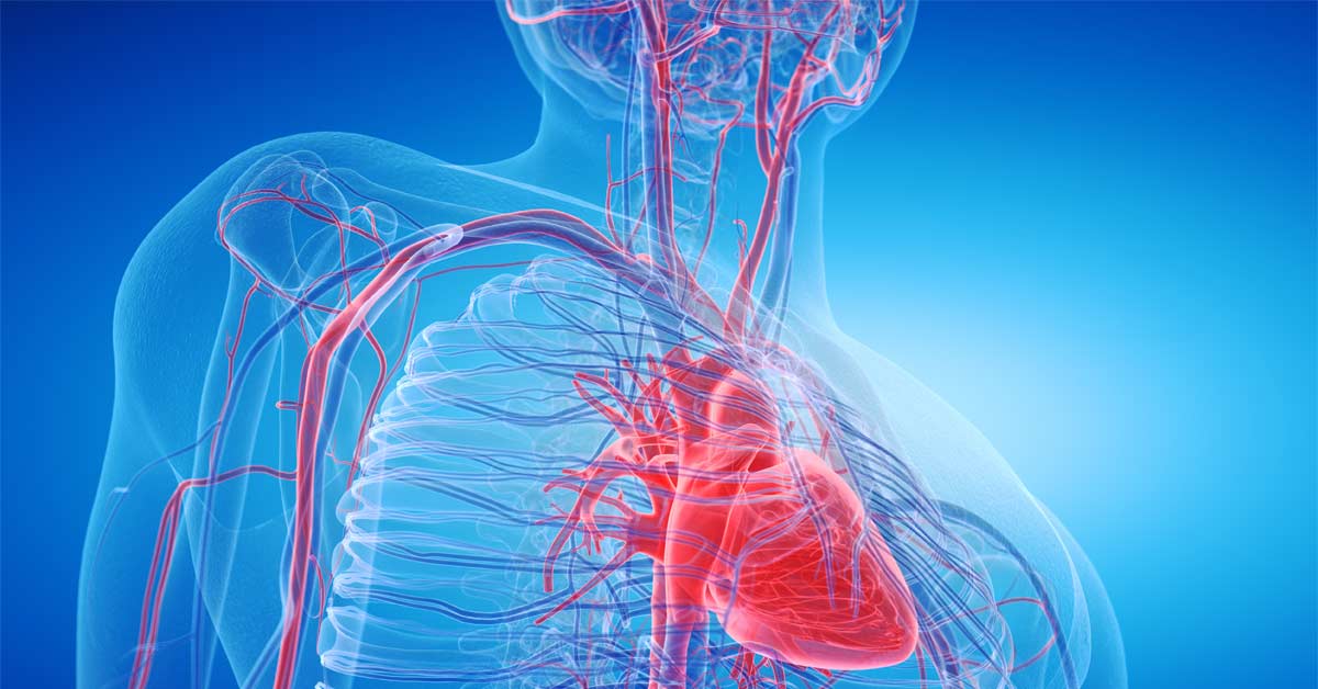 HR Monitoring Science|HR Hardware|Heart Engine|Blood Flow|HR Chart|HR Data|HR Report|Snow Heart Rate