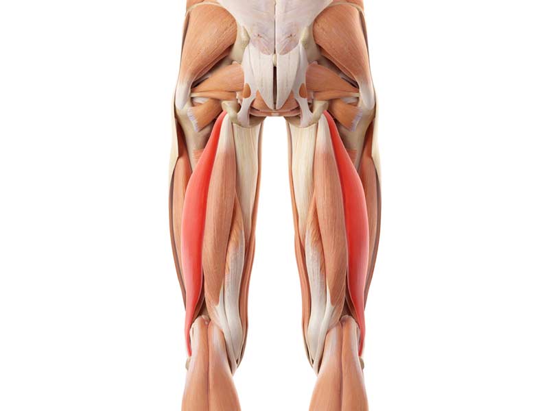 Hamstring Bicep