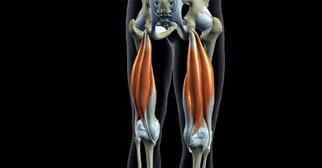 Hamstrings