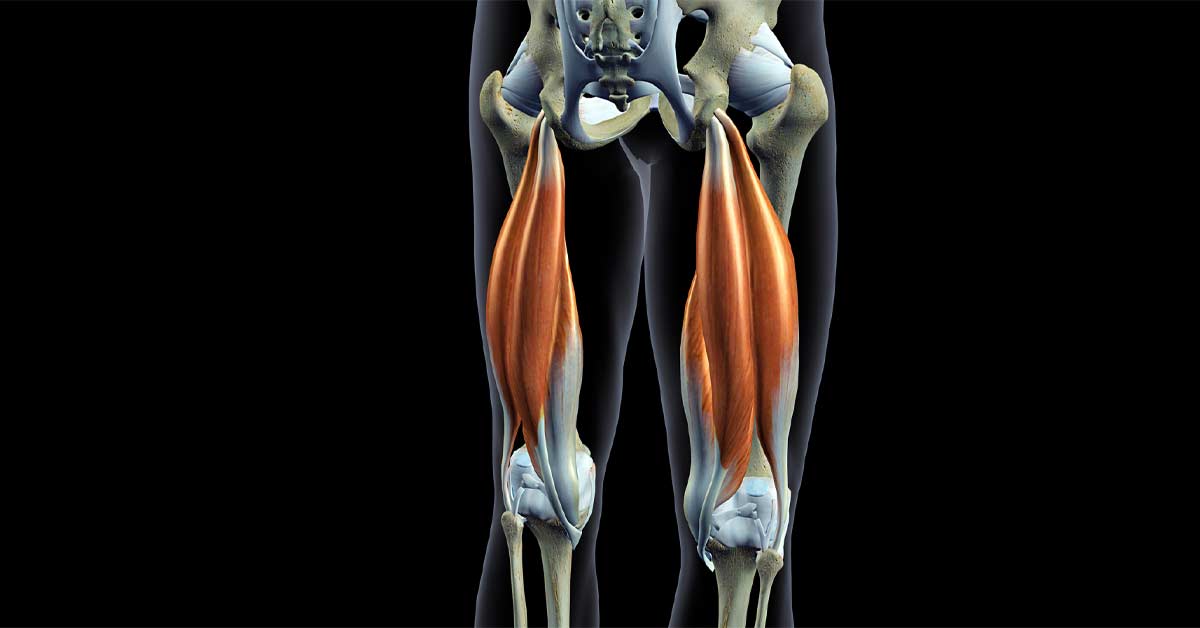 Hamstrings
