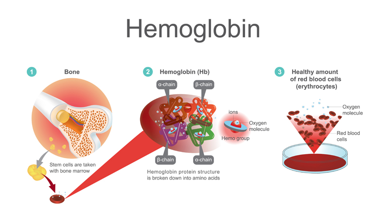 Hemoglobin Formation