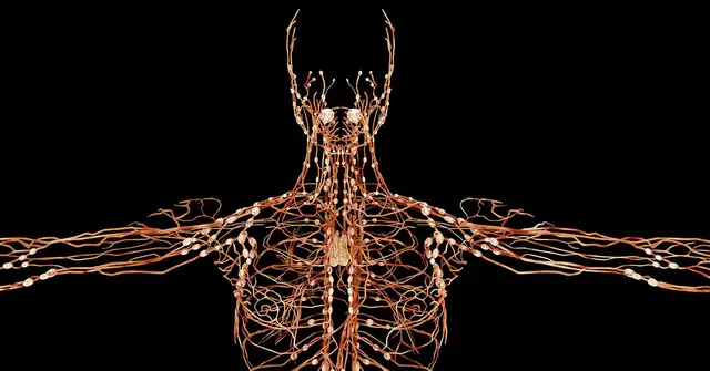 Human Nervous System|PAP Figure|PAP Figure 2|Fitness Fatigue Model|BFR Benefits|BFR PAP Track|PAP Enhancement