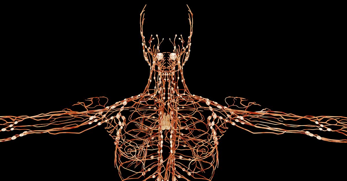 Human Nervous System|PAP Figure|PAP Figure 2|Fitness Fatigue Model|BFR Benefits|BFR PAP Track|PAP Enhancement