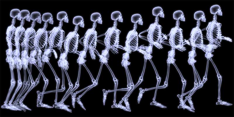 Human Skeleton and Running