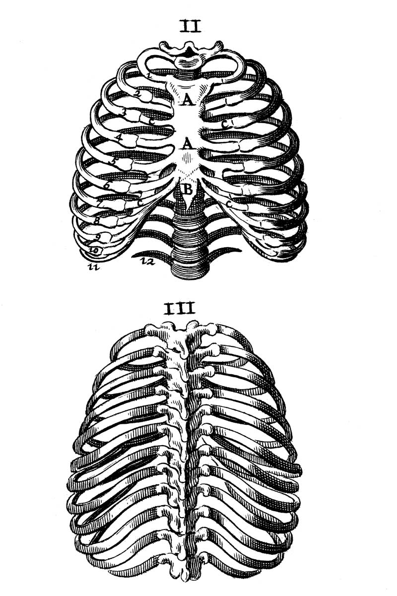 Ribs
