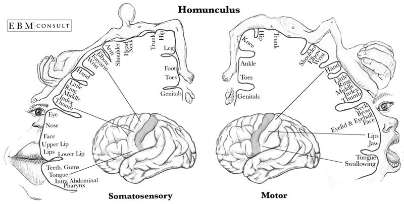 Homunculus