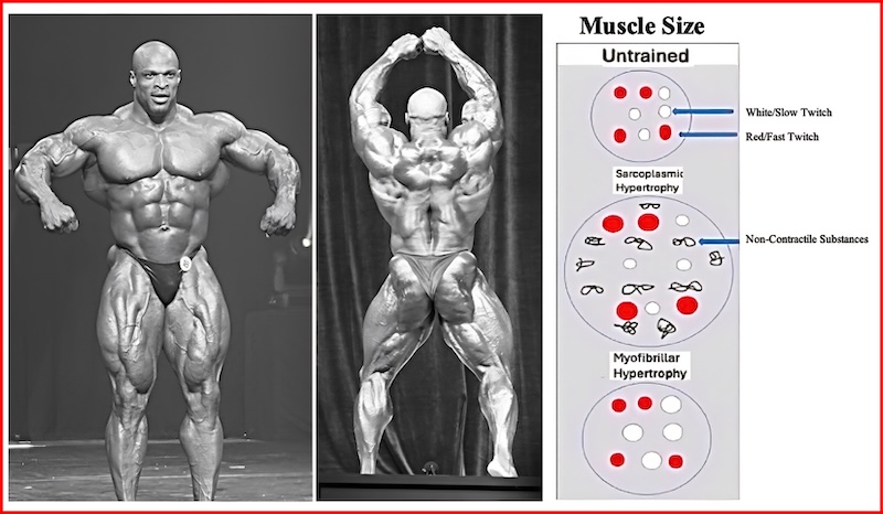 Mr Olympia