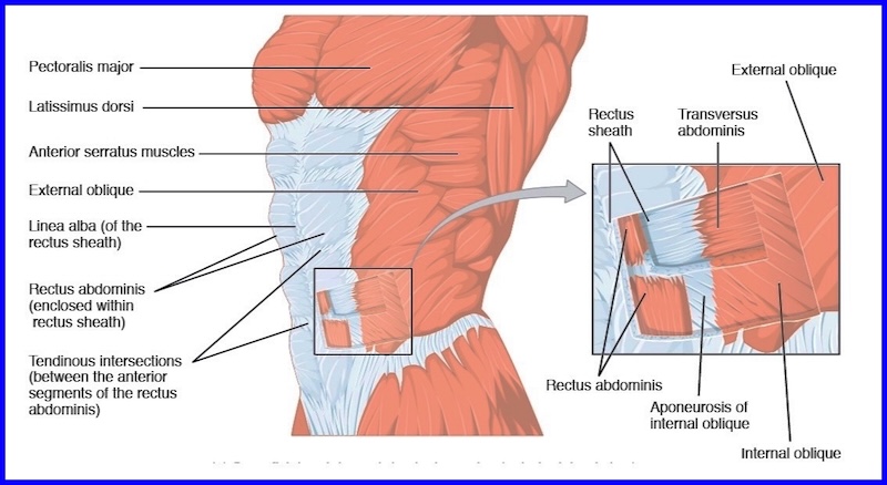 Human abdomen