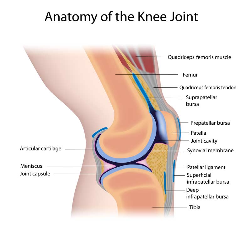 Knee Joint Anatomy