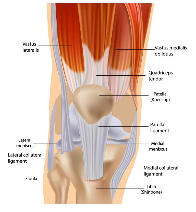 Vastus Medialis