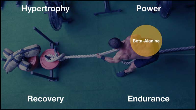 Infographic Beta-Alanine