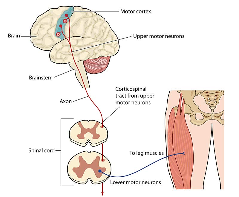 Isometric Anatomy