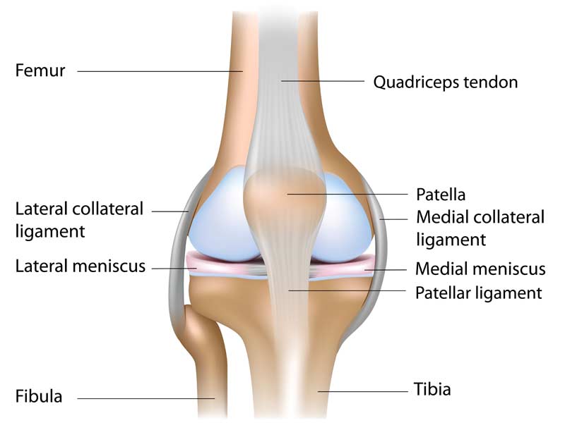 Knee Anatomy