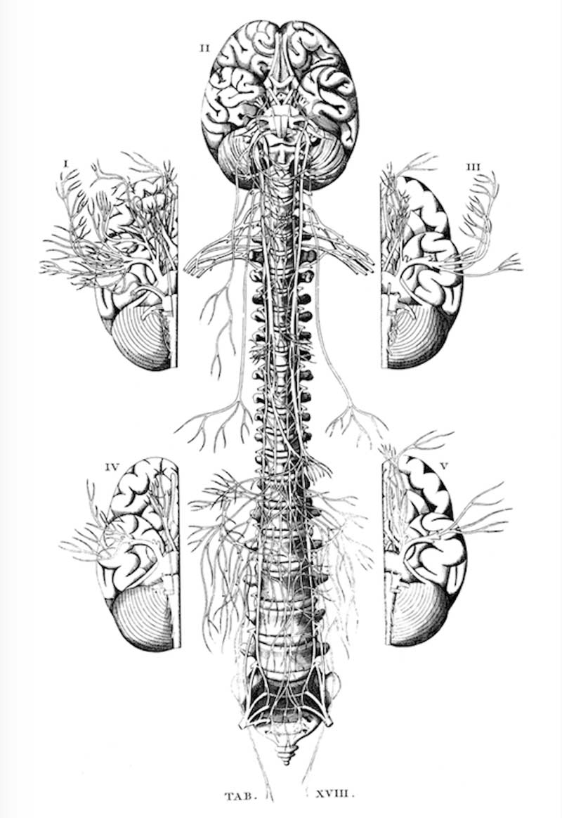 Lungs Brain