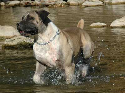 MBumba the Dog