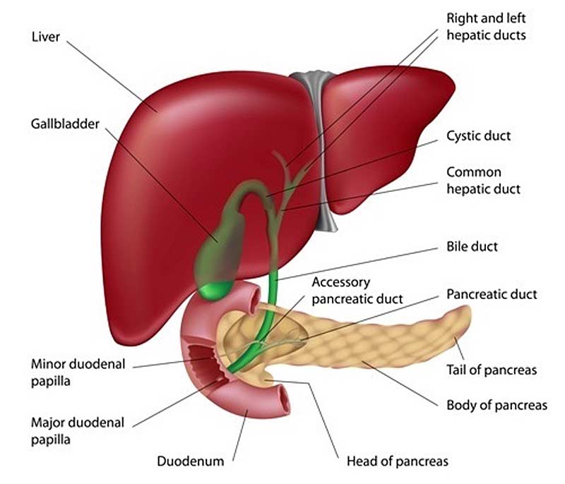 Metabolism