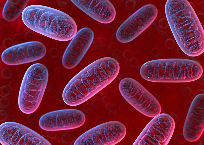 Mitochondria Burst