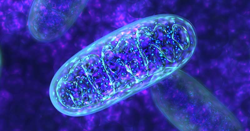 Mitochondria|Mitochondrial Adaptations|Moxy Monitor Device|Muscle Biopsy|myithlete chart|Muscle Sound