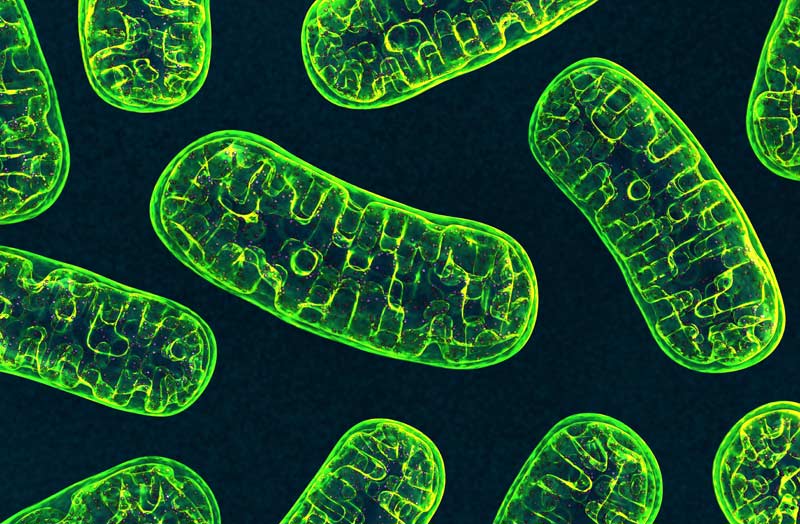 Mitochondria