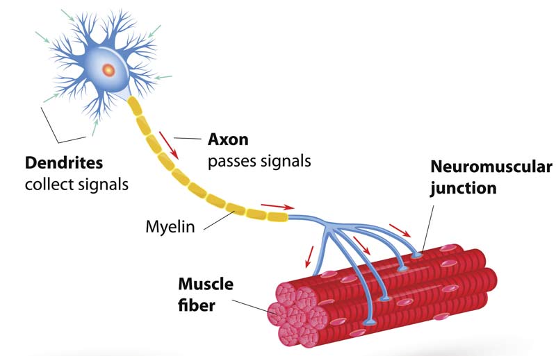 Motor Neuron