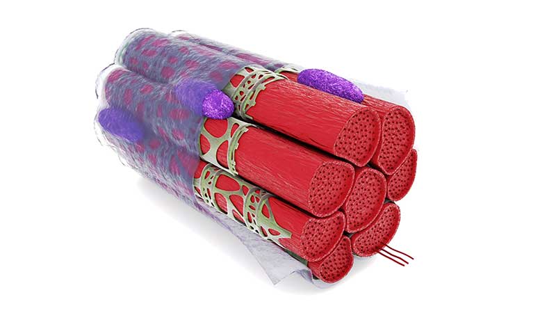 Muscle Fiber