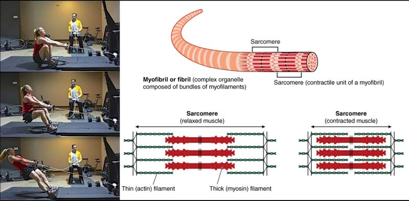 Muscle Physiology