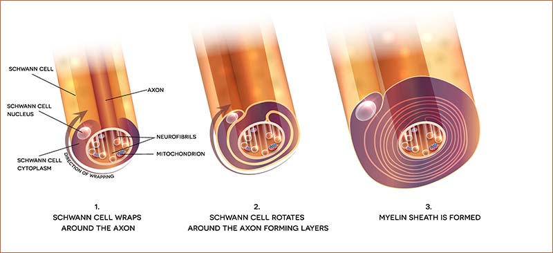 Myelin Sheath