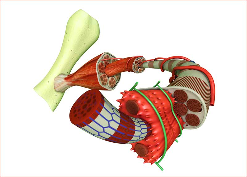 Myofibril