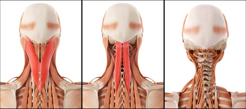 Neck Anatomy