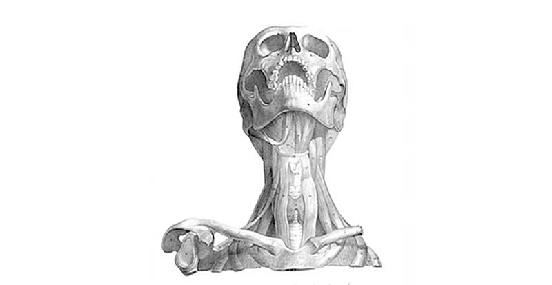 Neck Muscles