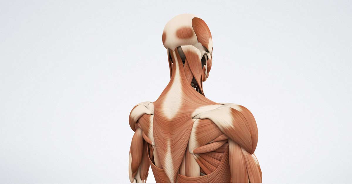 Neck Training|Whiplash Injury|Neck Anatomy|Sabertooth Tiger|Neck and Brain Screening