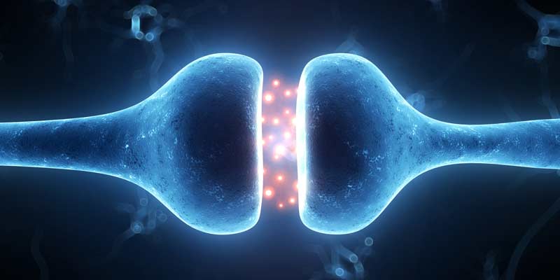 Nerve Impulse