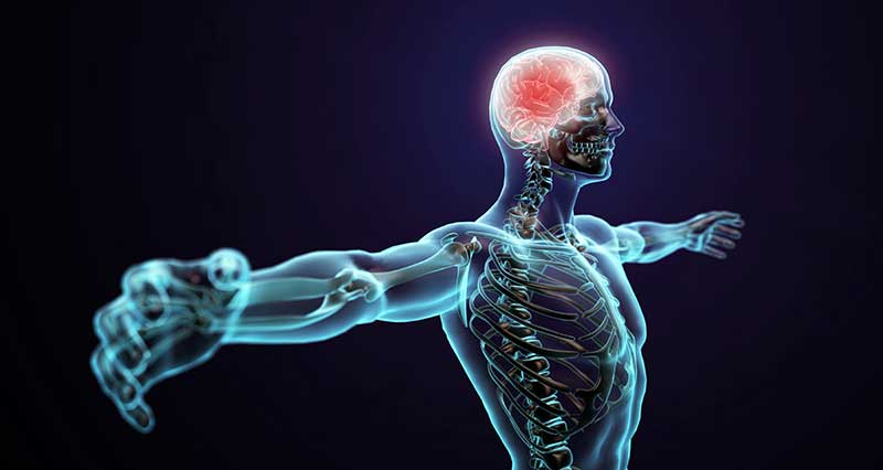 Nervous System Function