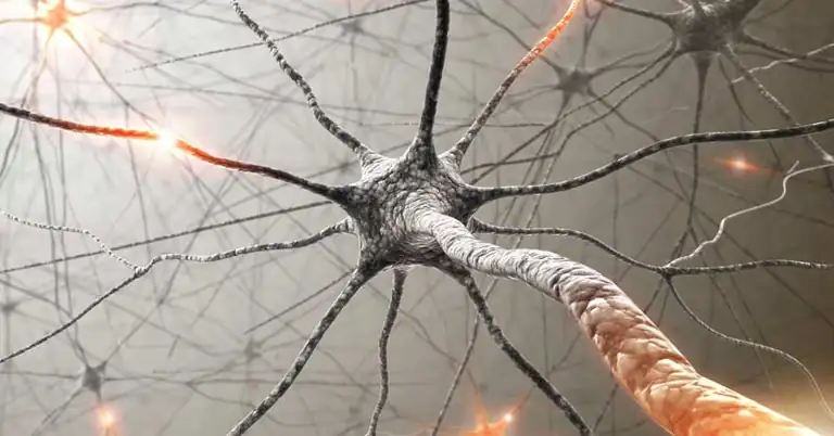 Neuron|Diagram showing stress system activation: hypothalamus signals adrenal gland