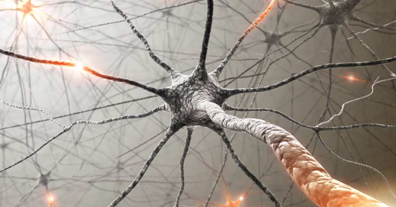 Neuron|Diagram showing stress system activation: hypothalamus signals adrenal gland