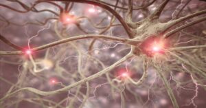 Nerve Cell