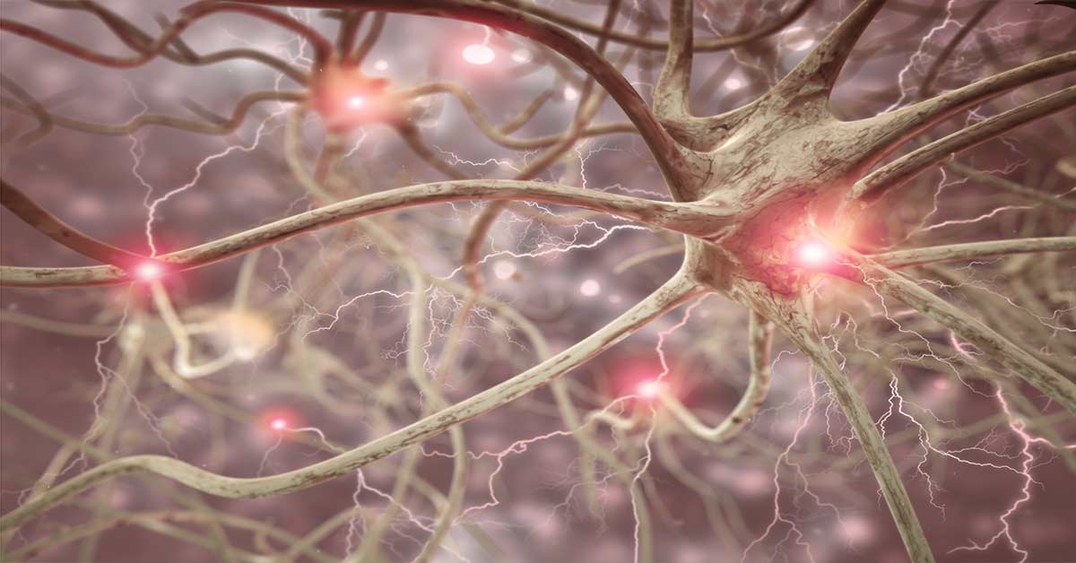 Nerve Cell