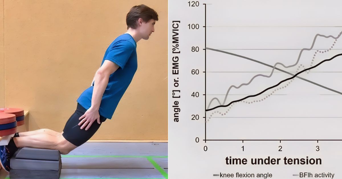 Nordic Curl|Nordic-Drawing|WSU Sprinter|Bodybuilder Hamstrings|Nordic Lab|Alternate Exercises