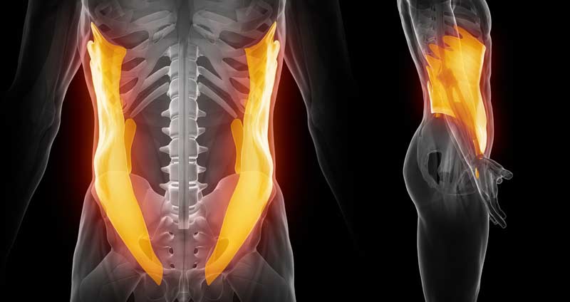 Oblique Muscles Groups