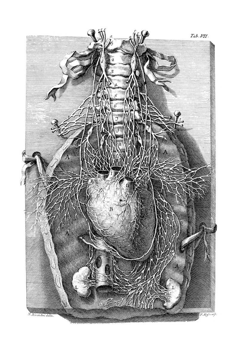 Organs