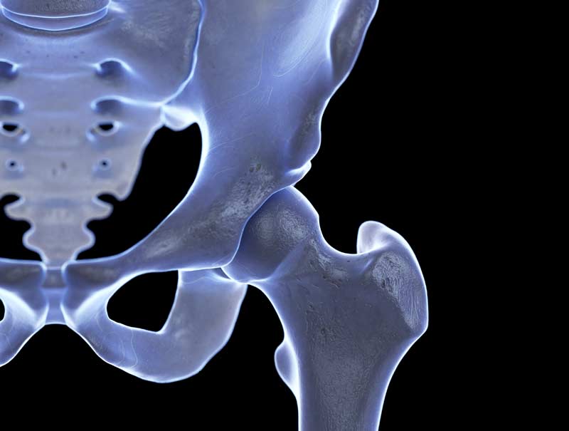 Posture Joint Anatomy