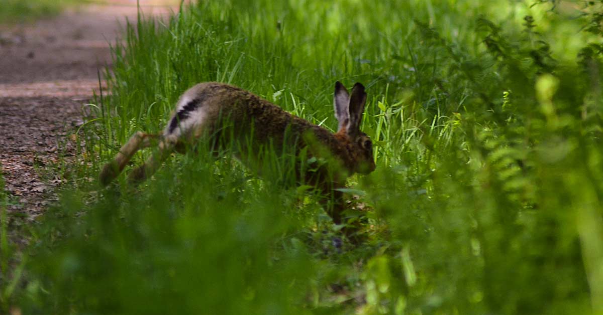 Rabbit Chase