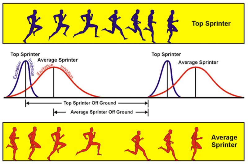 Rate of Force Development in Stride Contacts