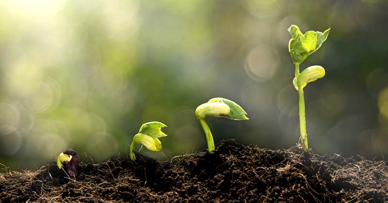 Seedlings