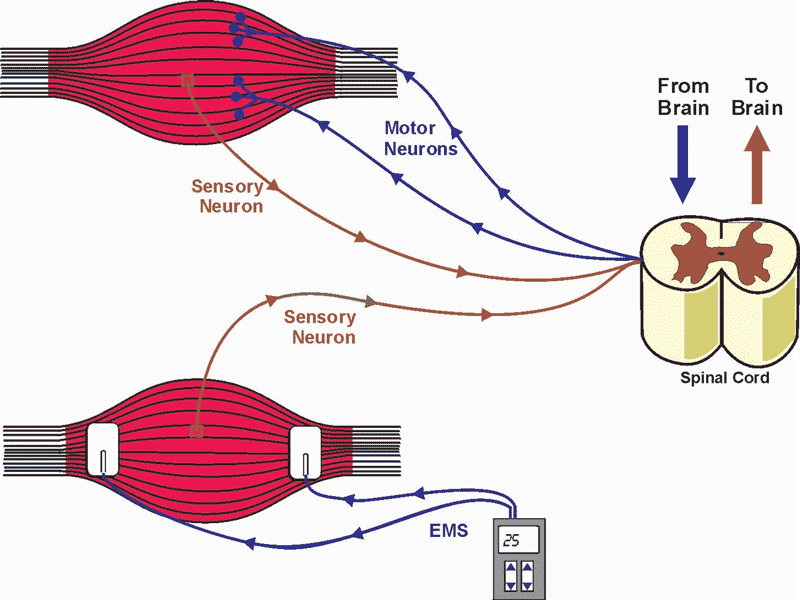 Sensory Neuron
