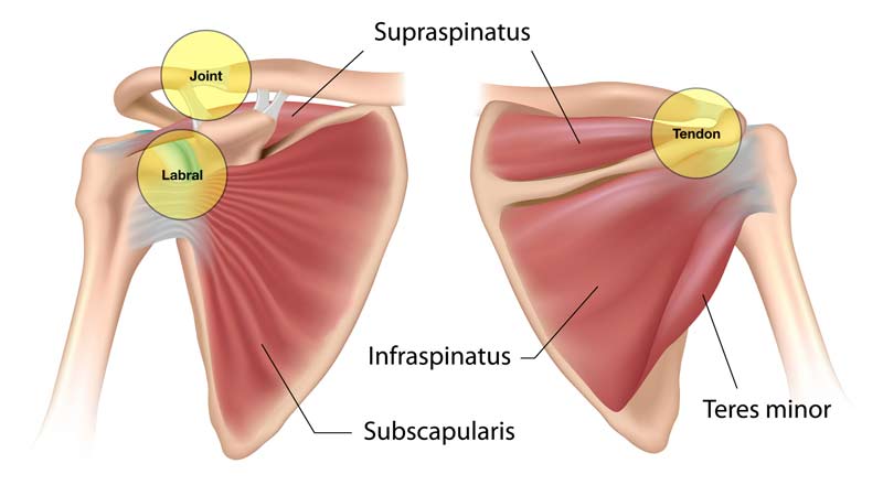 Shoulder Complex