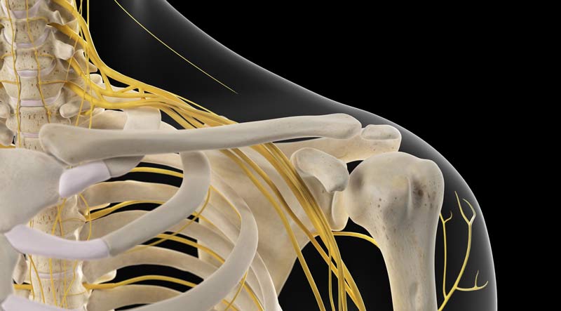 Skeletal Structure of Human Shoulder