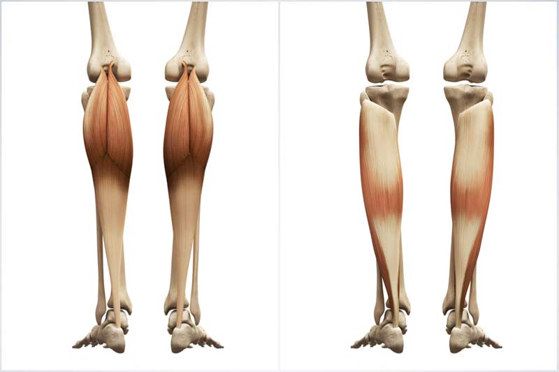 Soleus