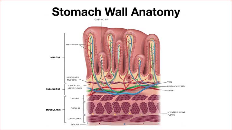 Stomach Wall Anatomy